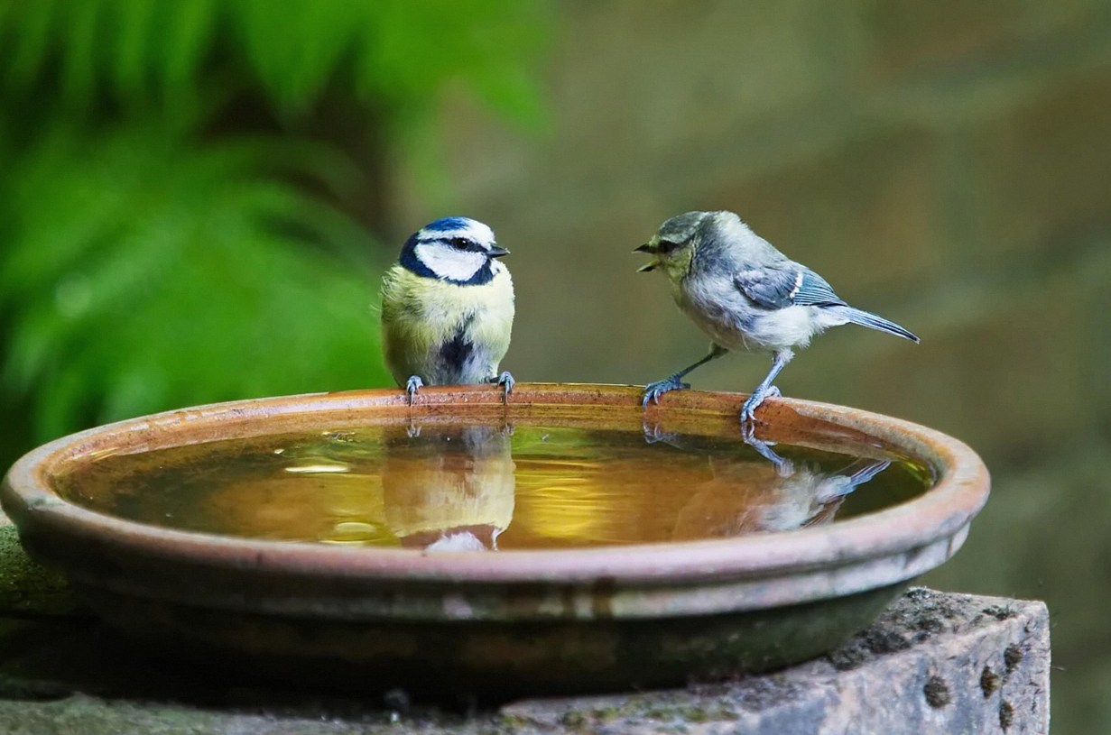 鳥と水飲み器